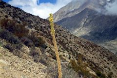 12 Tall Plant On The Hill Next To Kharta Tibet.jpg